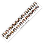 12" Presidents Ruler, Wide with Logo